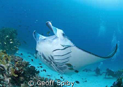 manta at cleaning station, Raja Ampat by Geoff Spiby 